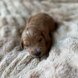 Smores - Apricot male Goldendoodle puppy in Jacksonville, Florida from Dandelion Doodles
