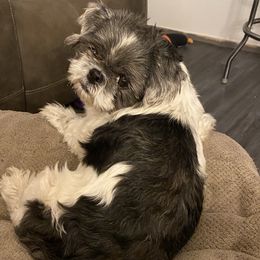 Poodles, Shihpoos, Shih Tzus, Shorkies, and Yorkipoos from Oodles of Poodles & Doodles