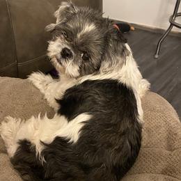 Poodles, Shihpoos, Shih Tzus, Shorkies, and Yorkipoos from Oodles of Poodles & Doodles