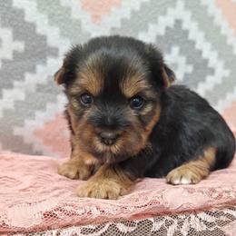 Rosie - Black and tan female Yorkshire Terrier puppy in Monticello, Iowa from Ashley’s Puppies