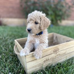Bernedoodle Puppies from Bruce and Emma Doodles
