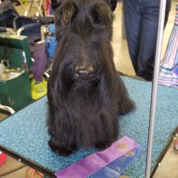 Scottish Terrier Puppies from Pam Straus's Scottish Terriers