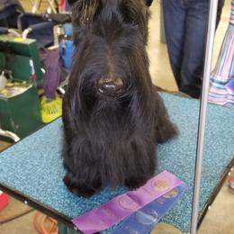 Scottish Terrier Puppies from Pam Straus's Scottish Terriers
