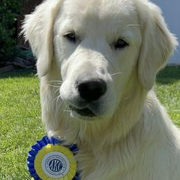 Golden Retrievers from Riverside Goldens