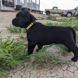 Dilute Retriever and Labrador Retriever Puppies from LC Hunting Labs, LLC.