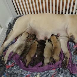 Mastiff and Neapolitan Mastiff Puppies from Sims English Mastiffs