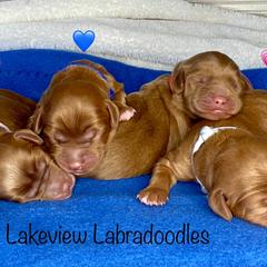 Australian Labradoodle Puppies from Lakeview Labradoodles