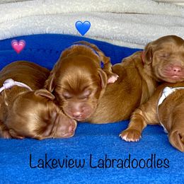 Australian Labradoodle Puppies from Lakeview Labradoodles