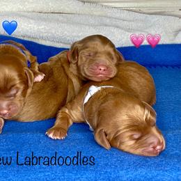 Australian Labradoodle Puppies from Lakeview Labradoodles