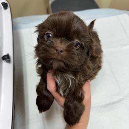 Wallen - Liver male Shih Tzu puppy in Tennessee from Cutshall Babies