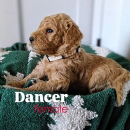 Dancer - Chocolate female Goldendoodle puppy in Ringgold, Georgia from Re Family Doodles