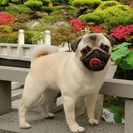 Ling - Pug