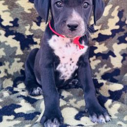 Red Dalmador Female - White and black female Dalmatian puppy in Westhoff, Texas from Smart Dalmatians