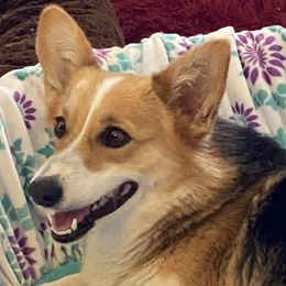 Cricket - Pembroke Welsh Corgi