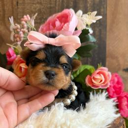 Piper - Black and tan female Yorkshire Terrier puppy in Howe, Oklahoma from Ray Holder