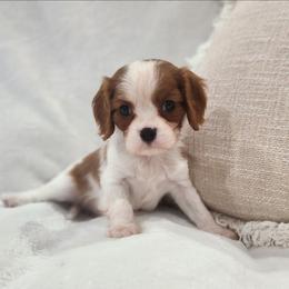 Copper - Blenheim male Cavalier King Charles Spaniel puppy in Broxton, Georgia from King of the Hill Cavaliers