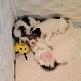 Yorkshire Terrier Puppies from Hidden Gems Parti Yorkies