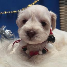 RED - Wheaten female Miniature Schnauzer puppy in Sacramento, California from T & A Cali Schnauzer