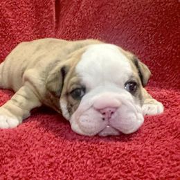 Bulldog and Chihuahua Puppies from Chrinchen