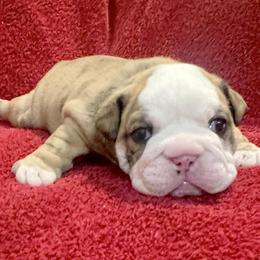 Bulldog and Chihuahua Puppies from Chrinchen