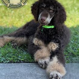 Rigel - Phantom Poodle puppy in Auburndale, Florida from The Olympus Standard Poodle
