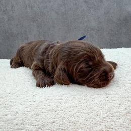 Bruno - Chocolate male Australian Labradoodle puppy in Denton, Texas from Liberty Hill Labradoodles