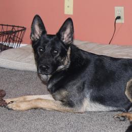 German Shepherd puppies from Schultz's Premium German Shepherds