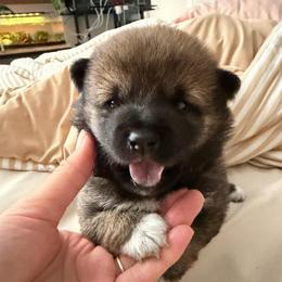 Cash - Sesame male Shiba Inu puppy in Santa Ana, California from SmolBeans Kennel