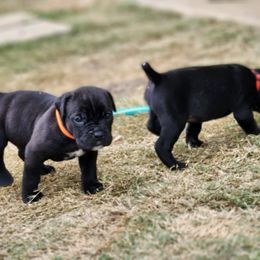 Cane Corso Puppies from Rosalez Kennel