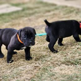 Cane Corso Puppies from Rosalez Kennel