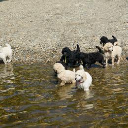 Poodle Puppies from Wispynook Poodles