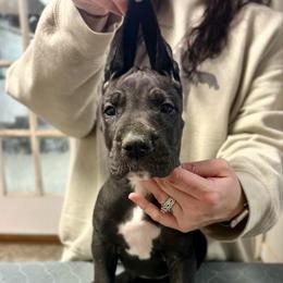 Rowan's Creek - Black and white female Great Dane puppy in Chapmansboro, Tennessee from Balthrop Bend Farms