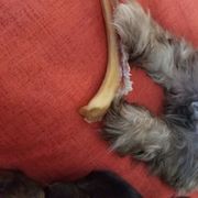 Mi-Ki Puppies from Great Lakes Mi-Kis