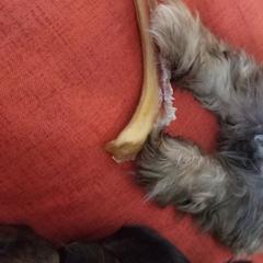 Mi-Ki Puppies from Great Lakes Mi-Kis