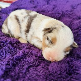 Aurora - Red merle female Australian Shepherd puppy in Charlotte, North Carolina from Awesome Aussies