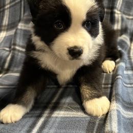 Lucky - Black & white male Miniature American Shepherd puppy in Reelsville, Indiana from Bond’s MAS