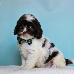 Kayden - Brown white and tan male Cockapoo puppy in Louisburg, North Carolina from Raven Oak's Mini Cockapoos and Mini Dachshunds