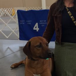 Rhodesian Ridgebacks from Ridgeback Farm