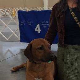Rhodesian Ridgebacks from Ridgeback Farm