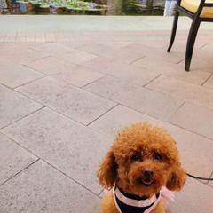 Kahlani - Poodle
