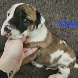Olaf - Harlequin male Great Dane puppy in Mayfield, New York from Sacandaga Danes