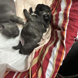 French Bulldog Puppies from Fair Towne Frenchies