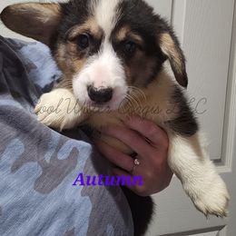 🍁Autumn🍁 - Black and tan Pembroke Welsh Corgi puppy in Kiowa, Colorado from Cool Water Corgis LLC