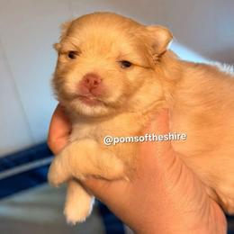 Elanor - Cream female Pomeranian puppy in Boca Raton, Florida from Poms of The Shire