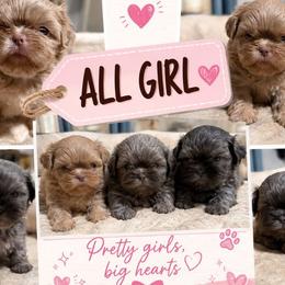 Shih Tzu puppies from Snookums Shih Tzu