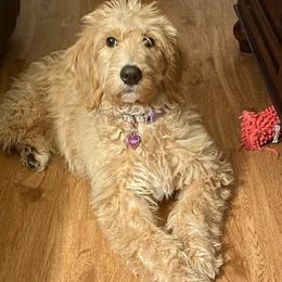 Bernedoodle and Goldendoodle All Grown Up from Gracie's Goldendoodles and Bernedoodles