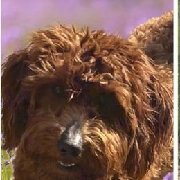 Amore - Goldendoodle