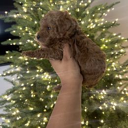 Brown boy - Red  male Poodle puppy in Bakersfield, California from Underground kennels