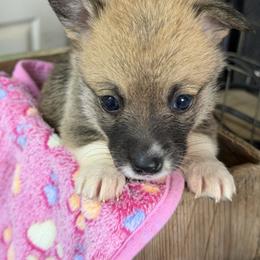 Girl 2 - Red female Pembroke Welsh Corgi puppy in Moulton, Alabama from Reed's Pembroke Corgi Welsh