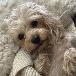 Penelope (Penny) - Morkie